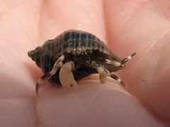 Pagurus hirsutiusculus