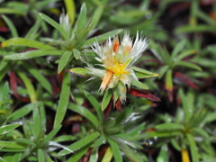 Paronychia argyrocoma