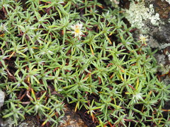 Paronychia argyrocoma