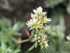 Paronychia argyrocoma