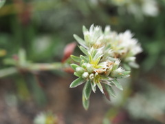 Paronychia argyrocoma