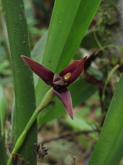 Maxillaria cucullata