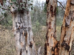 Eucalyptus prava