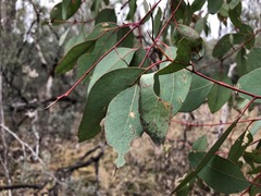 Eucalyptus prava
