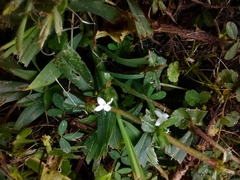 Diodia