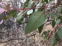Eucalyptus prava