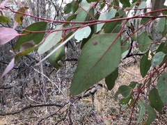 Eucalyptus prava