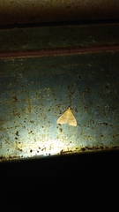 Loxomorpha flavidissimalis