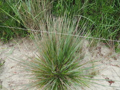 Schizachyrium littorale