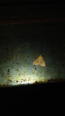 Loxomorpha flavidissimalis