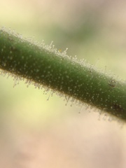 Amauria rotundifolia