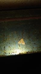 Loxomorpha flavidissimalis