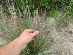 Schizachyrium littorale