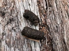 Tachyglossus aculeatus