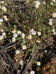 Amauria rotundifolia