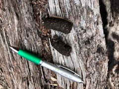 Tachyglossus aculeatus