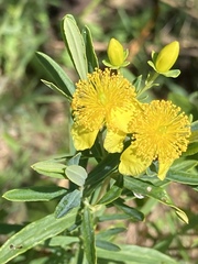 Hypericum kalmianum