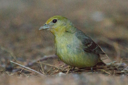 Western Tanager, photo 9 of 9