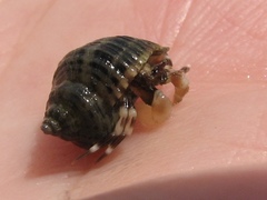 Pagurus hirsutiusculus