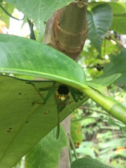 Copiphora brevirostris