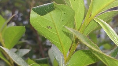 Stephanitis pyrioides