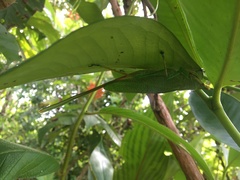 Copiphora brevirostris