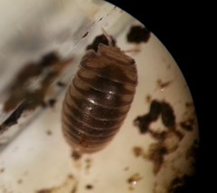 Onomeris australora