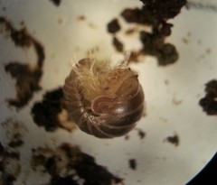 Onomeris australora