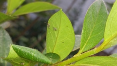 Stephanitis pyrioides