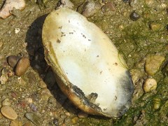 Ortmanniana ligamentina