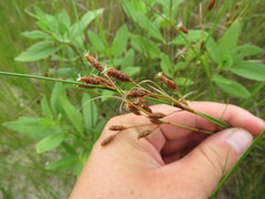 Fimbristylis castanea