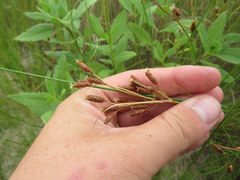 Fimbristylis castanea