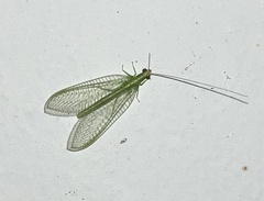 Chrysoperla pudica-group