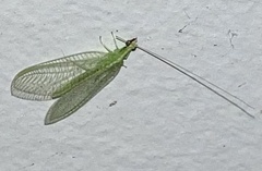 Chrysoperla pudica-group