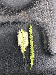 Mariosousa centralis