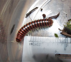 Boraria deturkiana