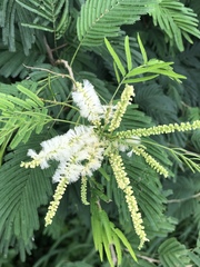 Mariosousa centralis