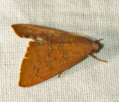 Anomis illita