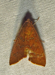 Anomis illita