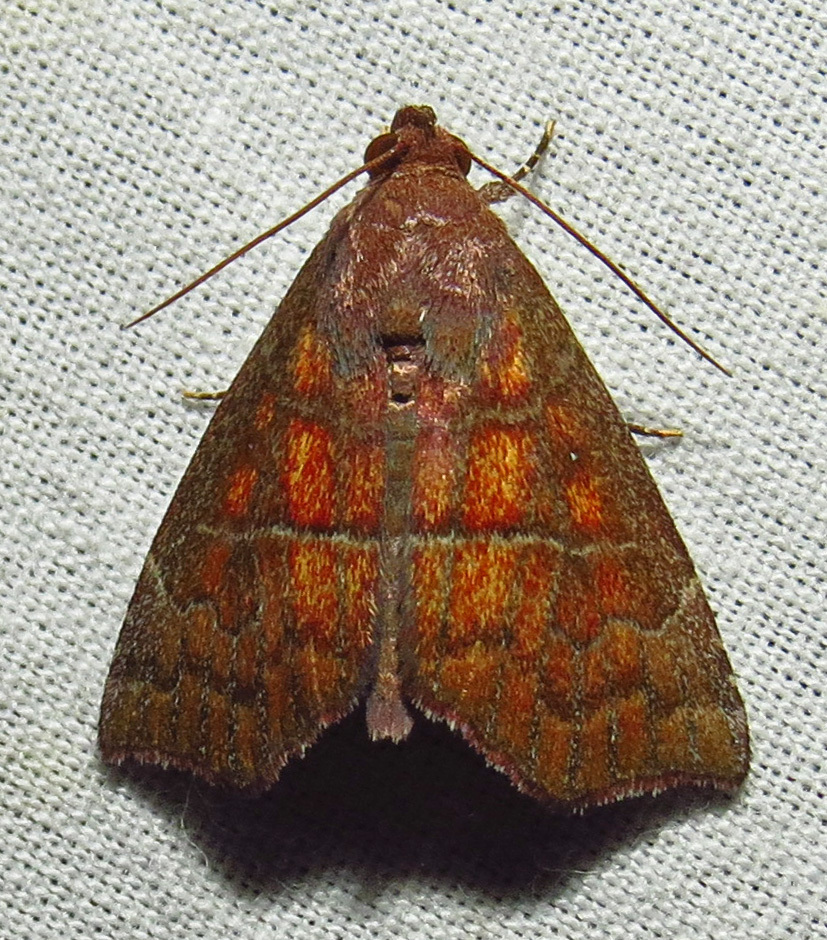 Anomis gentilis
