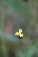 Xyris difformis
