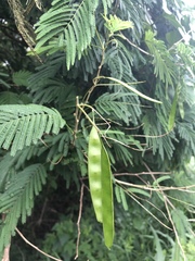 Mariosousa centralis