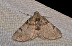Syneora adelphodes