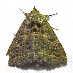 Coxina cinctipalpis