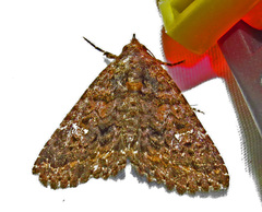 Coxina cinctipalpis