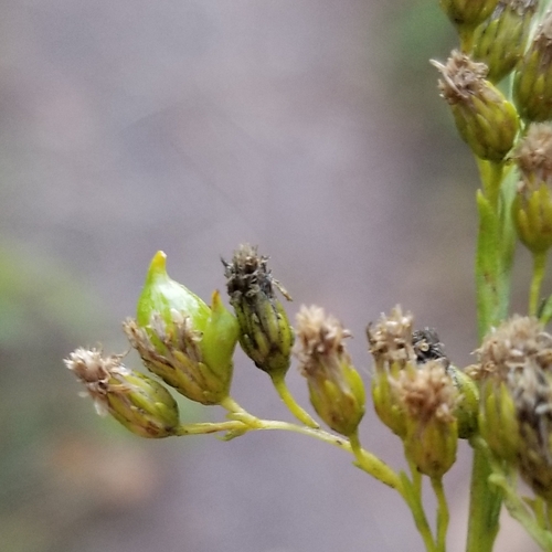 Schizomyia racemicola photo 3
