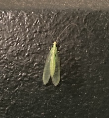 Chrysoperla pudica-group