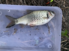 Systomus orphoides