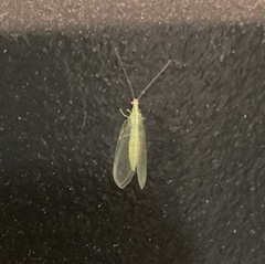 Chrysoperla pudica-group