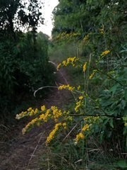 Solidago arguta arguta